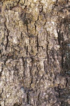 Abstract tree trunk texture of very old tree