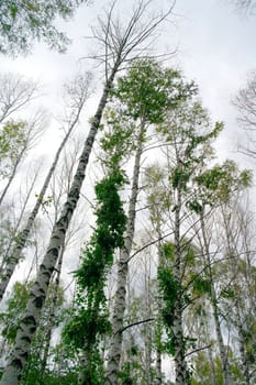 Birches on the overcast sky