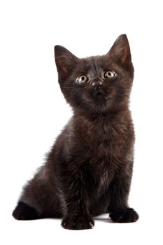 Black kitten on a white background