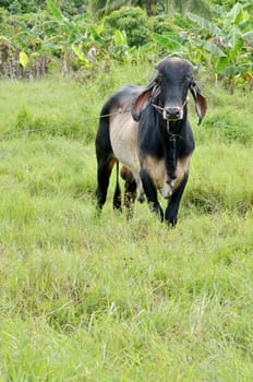 Cow in the field