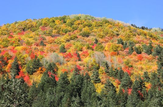 Slopes high in the mountain dressed up in vibrant colors by the greatest artist of all, her majesty the nature. 