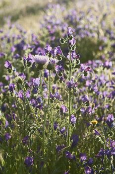 Purple Milk Thistle flowers - Galactites tomentosa - and Purple Viper's Bugloss - Echium plantagineum - in a meadow of Alentejo, Portugal