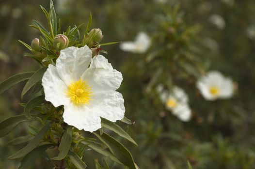 Montpelier cistus - Cistus monspeliensis - in thebheath fields of Alentejo, Portugal