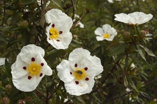 Gum rockrose - Cistus ladanifer - in the heath fields of Alentejo, Portugal