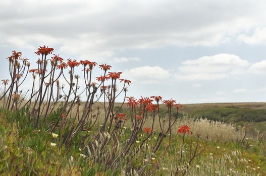 Blooming Aloe - Aloe vera - and Ice plant - Carpobrotus edulis - exotics invading the wild portuguese coast