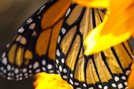 Migrating Monarch Butterflies in October.