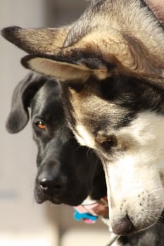Two dogs, full-frame focus