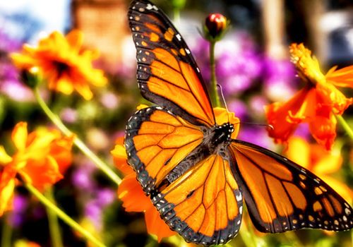 Migrating Monarch Butterflies in October.
