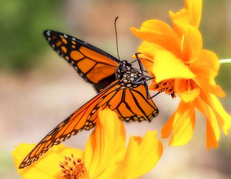 Migrating Monarch Butterflies in October.