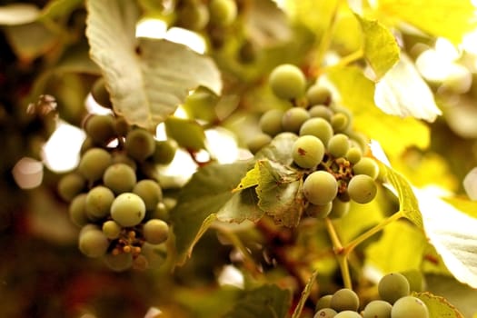 White wine grape hanging on a branch