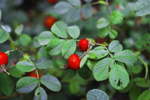 Wild red dog rose growing on the bush