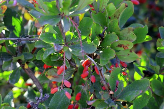 Branch of barberry growing in the autumn field