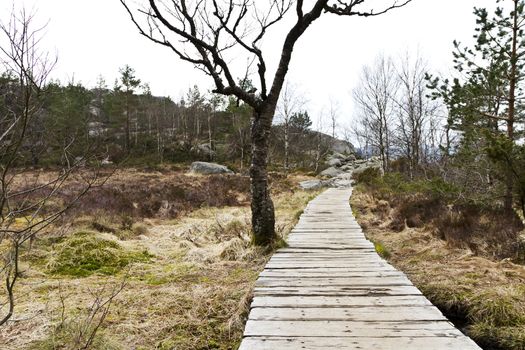 wooden foot path in rural landscape in norway