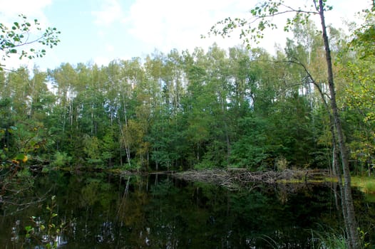 Green forest and its reflection in water