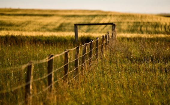 Prairie Fence in Summer in Saskatchewan Canada