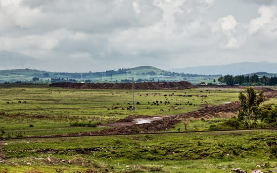 A rural lanscapes with cattle grazing in the far distant near the city of Gelan in Ethiopia