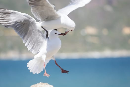 Two sea gulls with their beaks locked as while on flight in mid air.