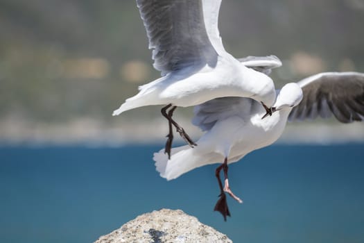 Two sea gulls with their beaks locked as while on flight in mid air.