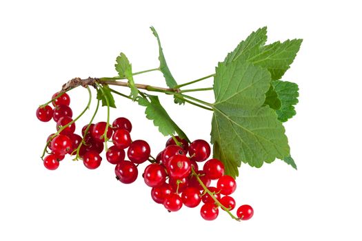 Branch of berry red currants with leaves isolated on a white background