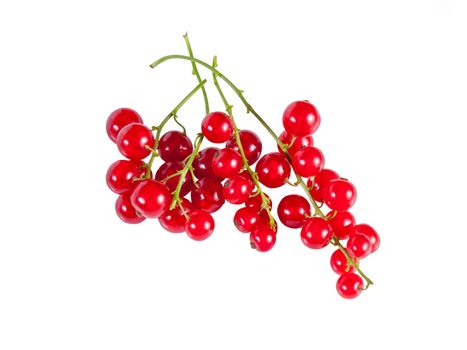 Branches of berry red currants isolated on a white background