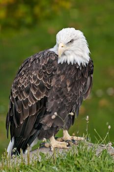 bald eagle sitting on rock in front of green shrubsba
