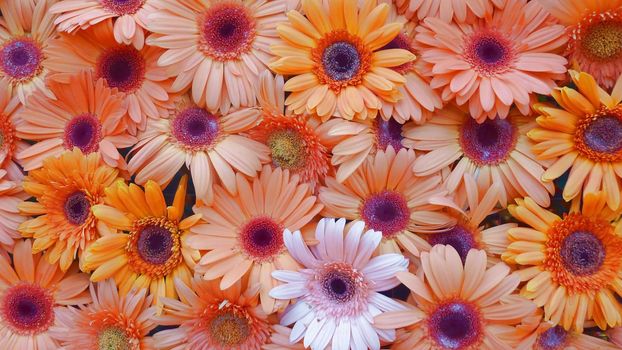 Gerbera flower wall with colorful and blossom