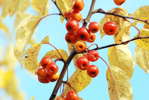 Red crab apples among yellow leaves against a blue sky