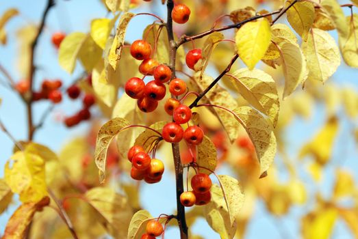 A cluster of red crab apples among the yellow autumn foliage