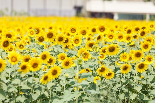 Detail of a field with many sunflowers in sunlight with shallow depth of field