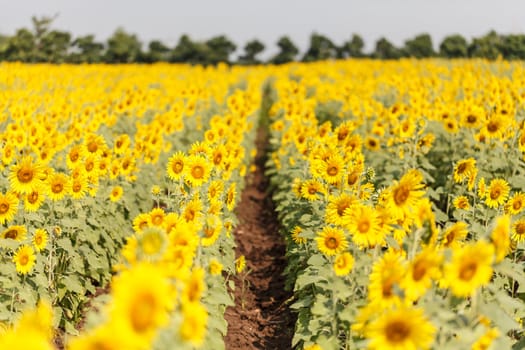 Detail of a field with many sunflowers in sunlight with shallow depth of field