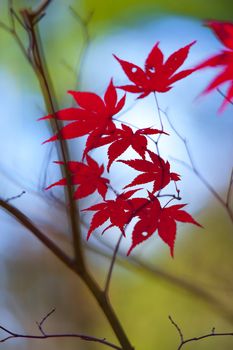 Fall leaves for an autumn background