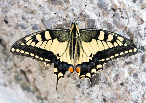 Papilio machaon butterfly against the grey wall