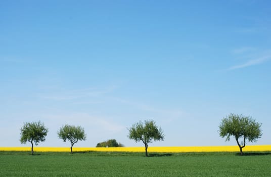 trees in a rapeseed field