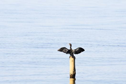 Bird, Little Cormorant; Phalacrocorax niger, a black prostitute watershed area.