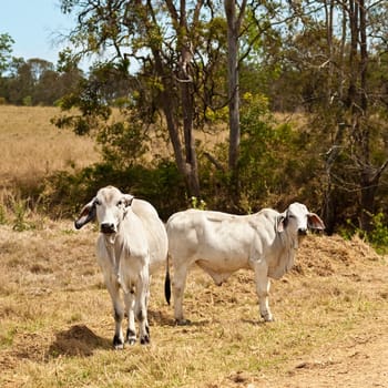 Two grey brahman cows free range on Australian cattle ranch
