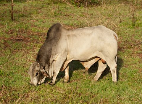 Brahman bull australian beef cattle grazing on ranch