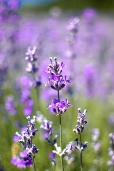 purple blooming lavender field in Bulgaria