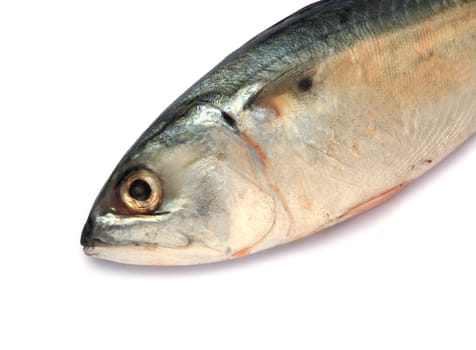 Fresh mackerel fish isolated on the white background 