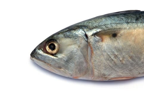 Fresh mackerel fish isolated on the white background 