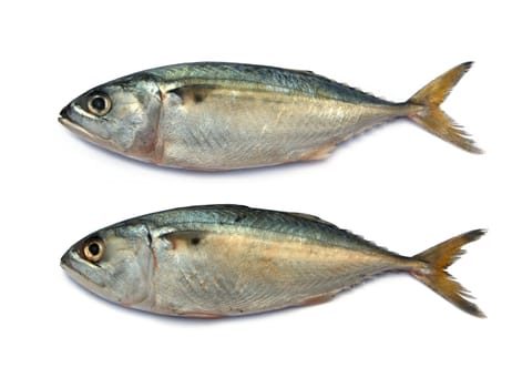 Fresh mackerel fish isolated on the white background 