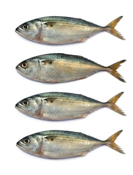 Fresh mackerel fish isolated on the white background 