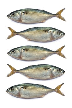 Fresh mackerel fish isolated on the white background 