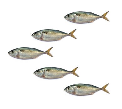 Fresh mackerel fish isolated on the white background 