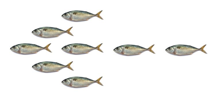 Arrowhead mackerel fish isolated on the white background 