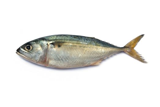 Fresh mackerel fish isolated on the white background 