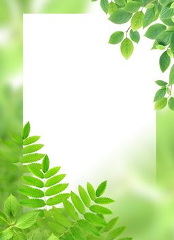 Green background with leaves and blank white surface for text