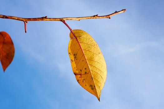 Bright yellow leaf of cherry tree hanging on twig against blue sky close-up