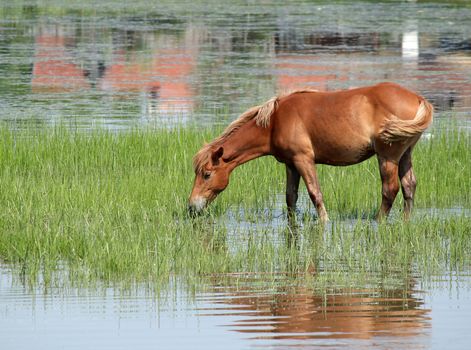 brown horse drink water nature scene
