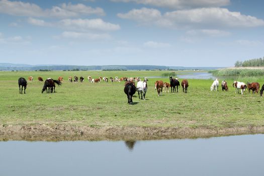 horses go to drink water