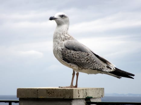 Seagull's detail on a balcony